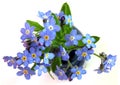 Forget-Me-Nots