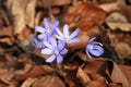 Forget-me-nots, Myosotis