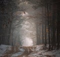 frog view of winter forest in snow