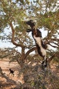 Goat in argan tree