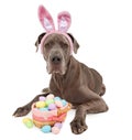 Great Dane Easter Bunny