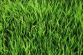 Green grass