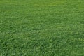 Green grass