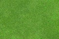 Green grass texture