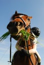 Horse eating grass