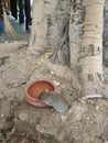 Mouse drinking water in port