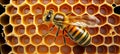 Overhead closeup of a honeycomb with a bee. ai generative illustration