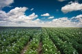 Potato field