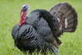 Strutting wild turkey