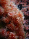 Strawberry Anemones