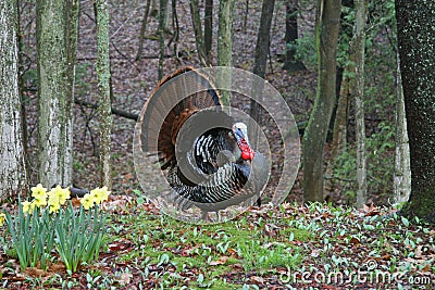 Wild Tom Turkey Stock Photo