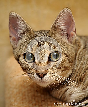 Young short-haired tabby cat Stock Photo