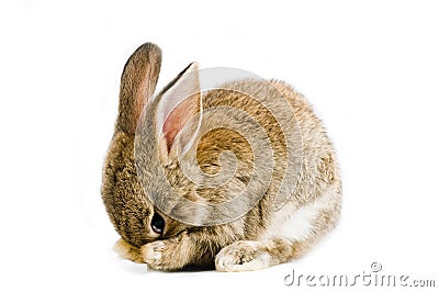 Brown bunny Stock Photo