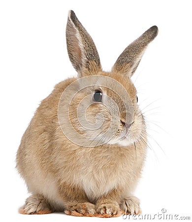 Bunny rabbit Stock Photo