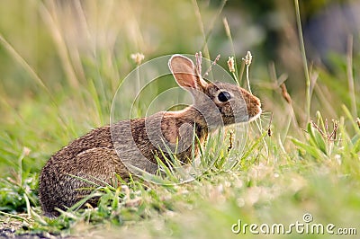 Bunny Rabbit Stock Photo