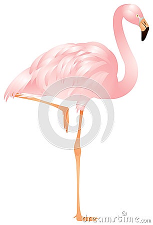 Flamingo in Vector Illustration