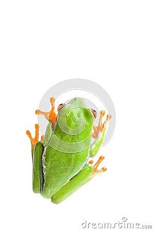 Frog top view isolated Stock Photo