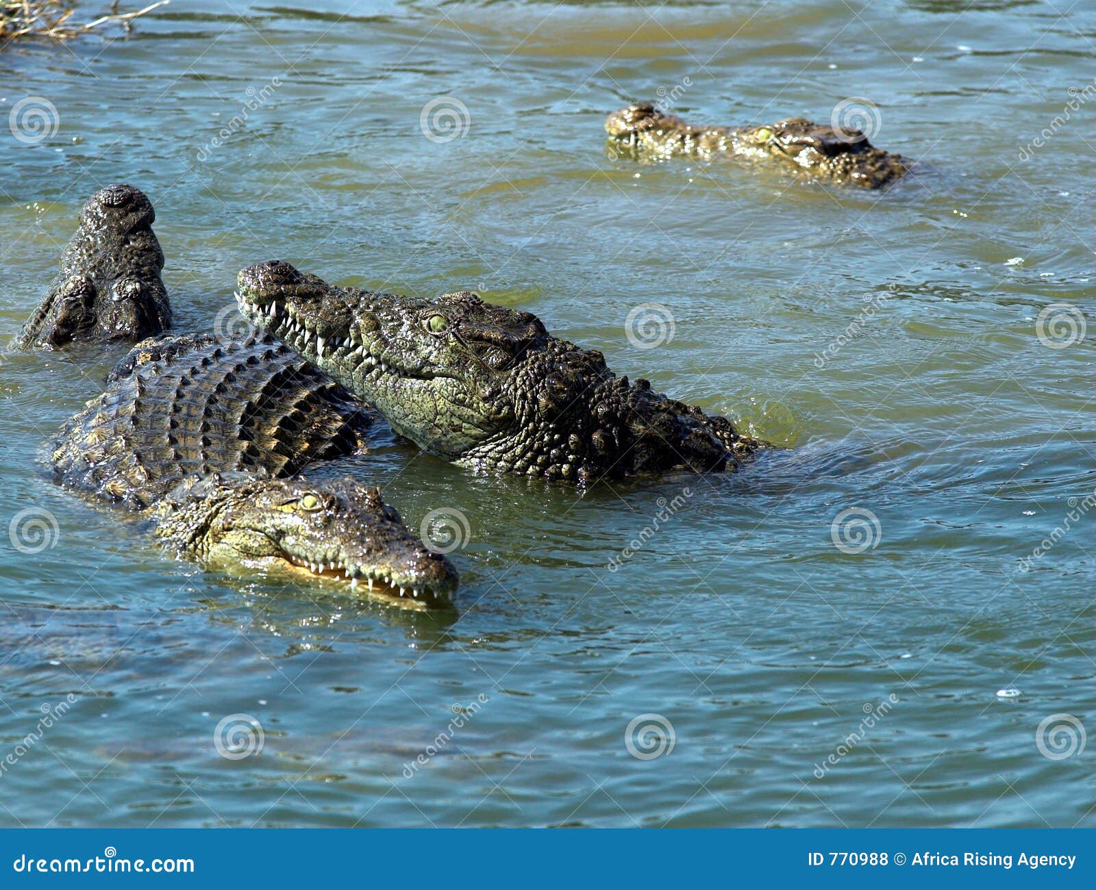 Crocs peligrosos foto de archivo. Imagen de monstruo, peligro - 770988