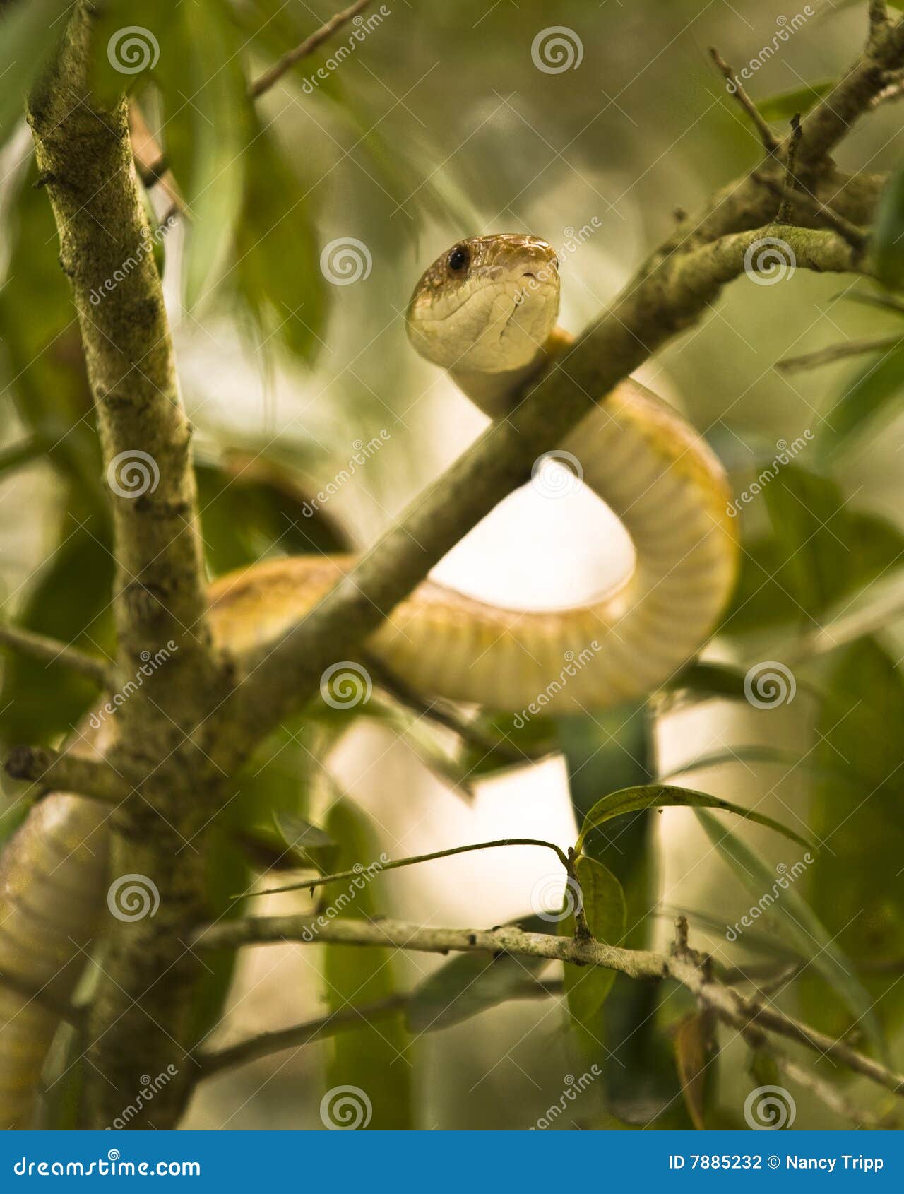 Snake in a Tree. A closeup of a snake crawling up inside a tree.