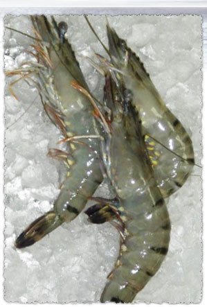 White or Tiger Prawn