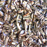 shrimp feed