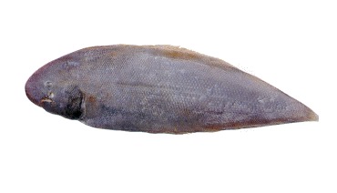 Sole Fish