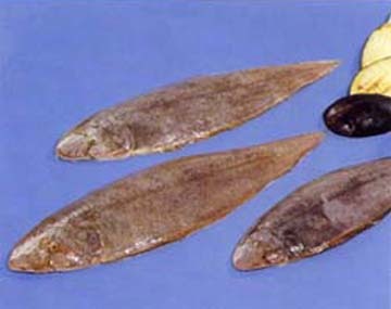 Sole Fish - Cynoglossus Spp