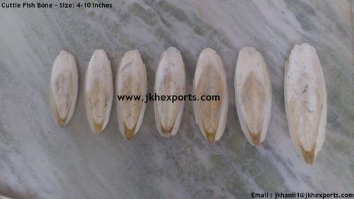 Cuttlefish Bones