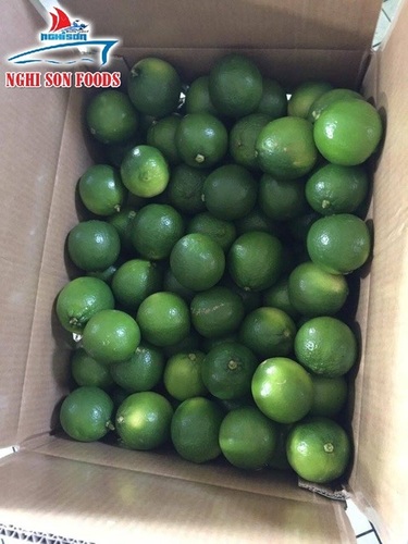 Seedless Lime - Size S: 16-20 Pieces/Kg, Green Skin | Fresh, High-Quality, No Residue, Aromatic Citrus Fruit from Vietnam, 60 Days Shelf Life