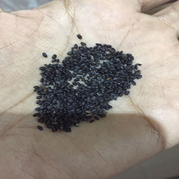 Tukhmalanga Basil Seeds