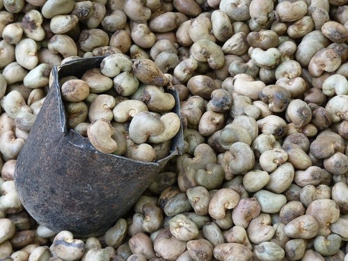 Raw Cashew Nut In Shell Crop Year: 2019 Years