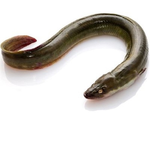 High Grade Frozen Eel Fish