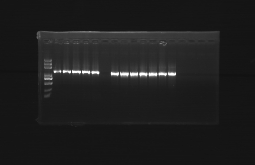 Tablets Taq Dna Polymerase