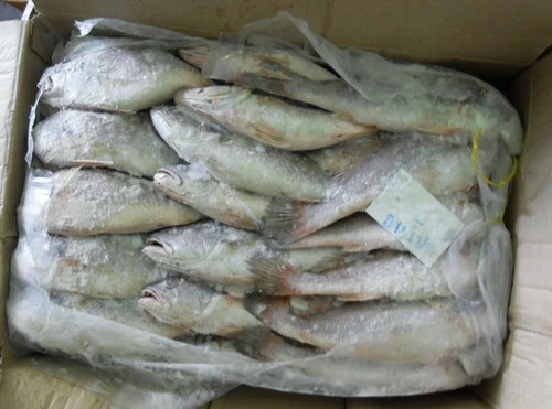 Frozen Croaker Fish