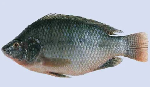 Tilapia Fish