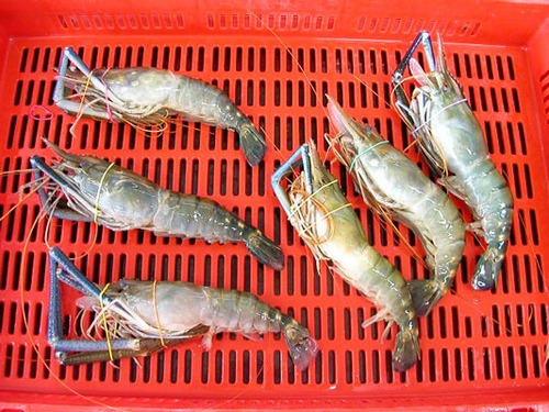 HL Scampi Shrimps