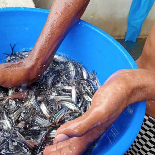 Pangasius Fish Lifting Capacity: 120000  Kilograms (Kg)