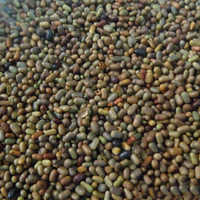 Sesbania Seed