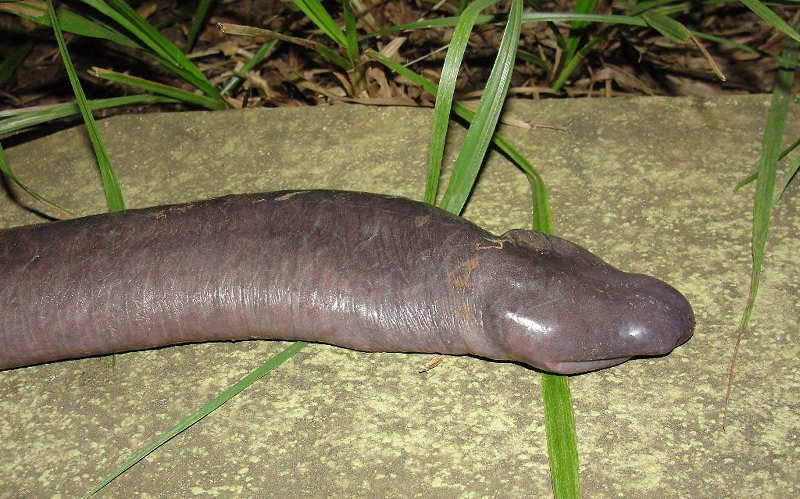  atretochoana eiselti