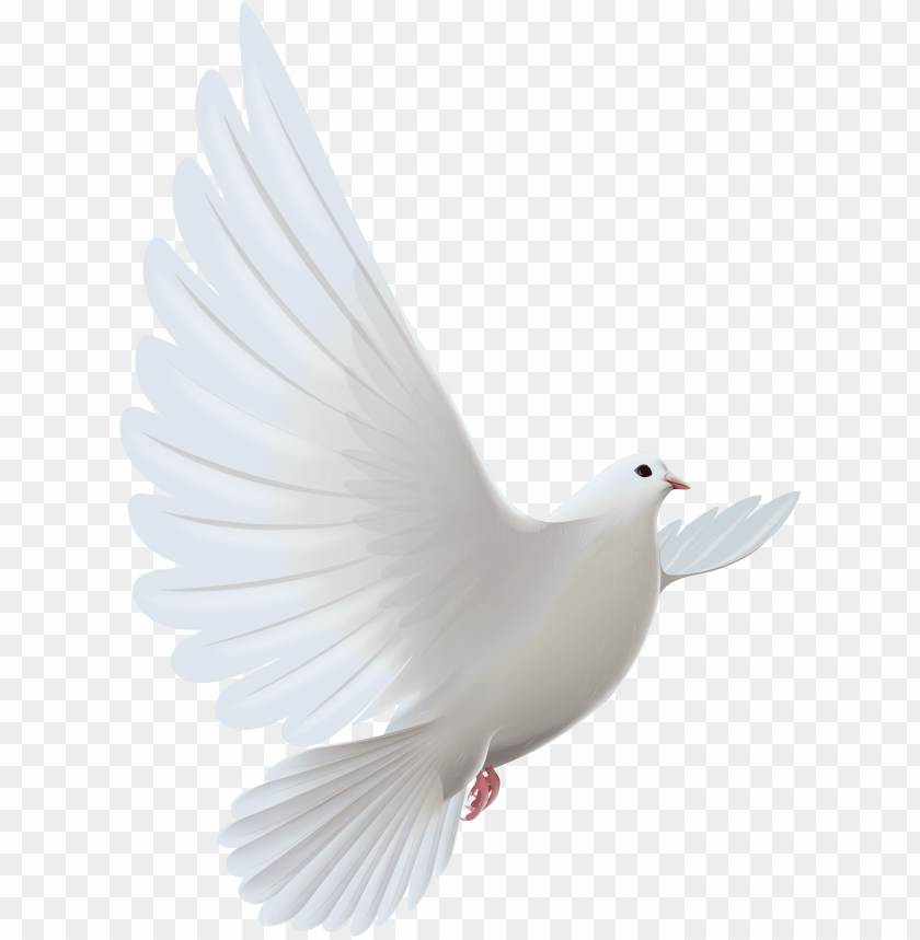 White Dove PNG Transparent Background