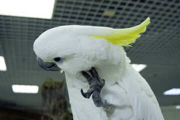 Funny  Parrot №10783