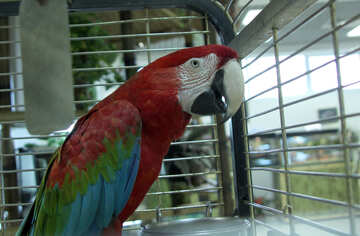 Parrot  Macaw  in  cage №10753