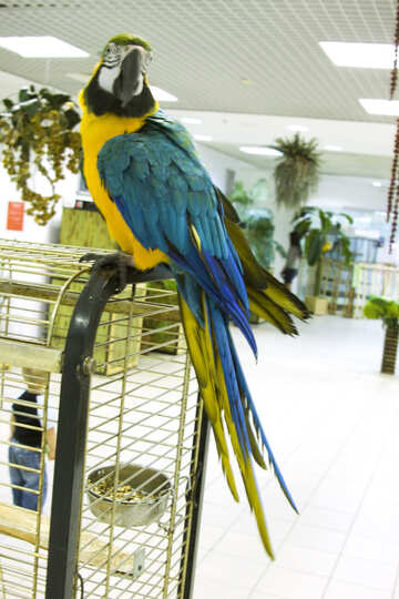 Parrot  Macaw  in  shop №10754