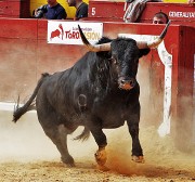 Las mejores cabezas de toros de nuestros eventos