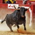 Las mejores cabezas de toros de nuestros eventos