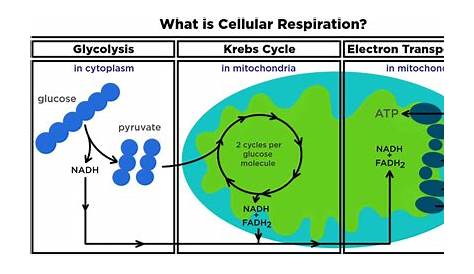 What is cellular respiration: from food to ATP