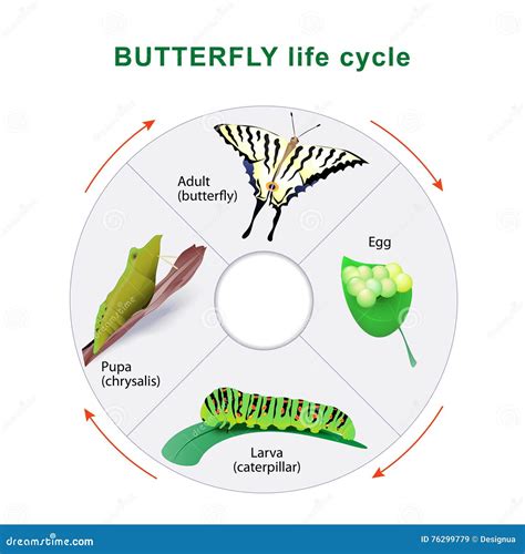 Butterfly Metamorphosis Life Cycle