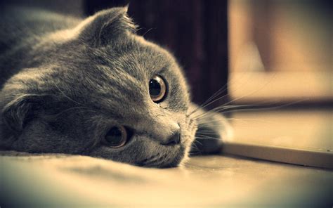 Sad Cat Wallpapers Top Free Sad Cat Backgrounds Wallpaperaccess