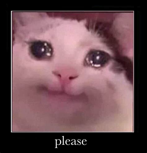 67 Cute Sad Cats Meme