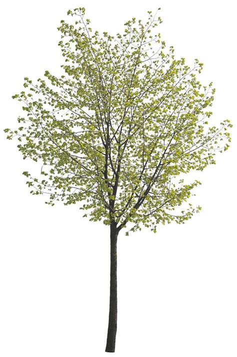 Cutout Tree 24 From Tree Collection Vol 3 Spring Tree Architectural